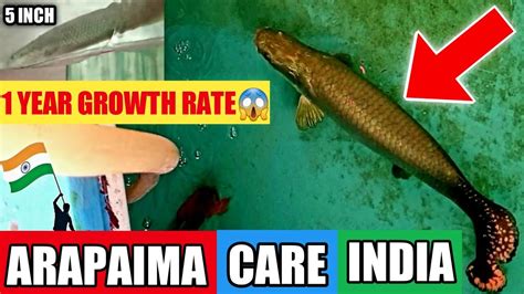 Arapaima Care In India Price Tanksize Best Food Tankmates Growth