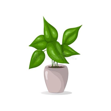 House Plant In Ceramic Pot Icon Isolated On White Interior Plant Stock