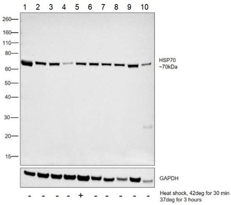 Anti Hsp Antibody A Ab Abcam