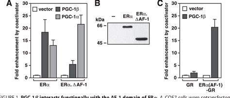 Figure 1 from Coactivators PGC 1β and SRC 1 Interact Functionally to