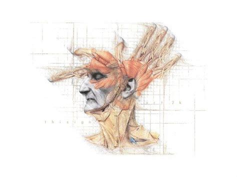 anatomy Wallpapers HD / Desktop and Mobile Backgrounds