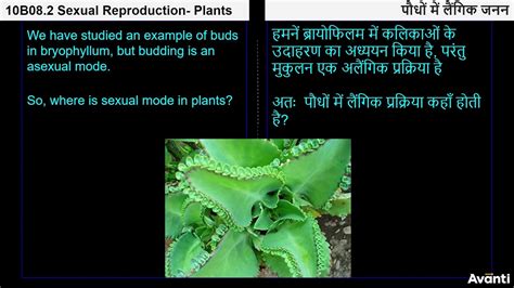 3 10b082 Cv3 पौधों में लैंगिक जनन Sexual Reproduction Plants