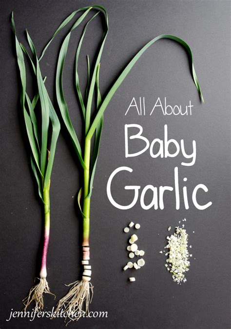 What Is Baby Garlic Jenniferskitchen