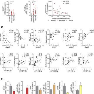 Mir P Inversely Correlates Gnmt Downregulation In The Liver In