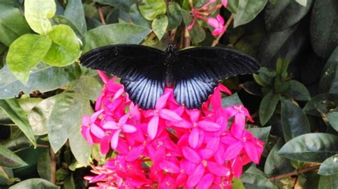 Premium Photo Close Up Of Butterfly On Pink Flowers