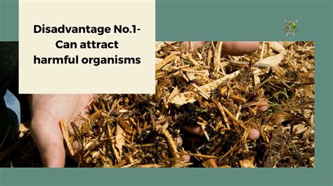 Ppt The Advantages And Disadvantages Of Using Forestry Mulching For