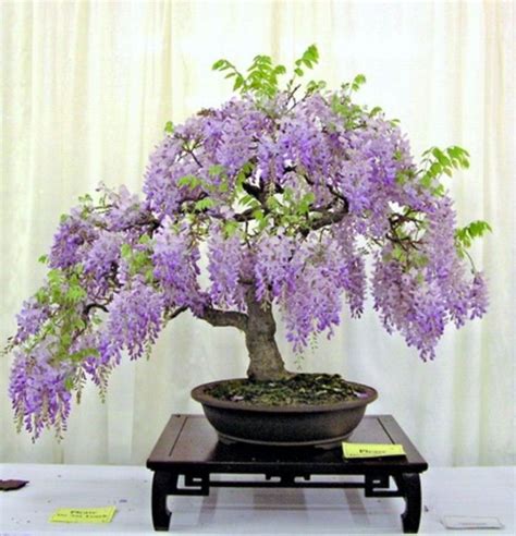 How To Grow Wisteria In A Pot Wisteria Bonsai Wisteria Tree