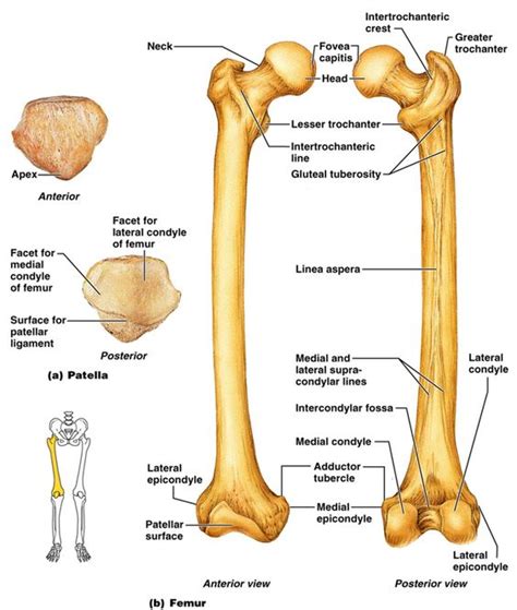 Femur Bone Blank Diagram