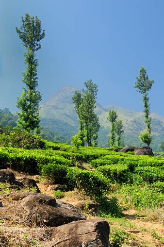 India Tea Plantation In Wayanad Mountains Stock Photo Download Image