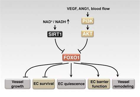 FOXOs And Sirtuins In Vascular Growth Maintenance And Aging