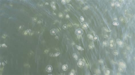 How Moon Jellyfish Could Be Impacting Puget Sound Salmon