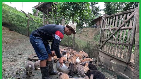 NAGKATAY KAMI NG RABBIT ADOBONG RABBIT SA GATA UPDATE SA AMING MGA