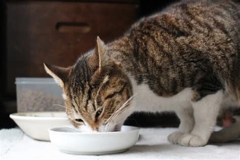 猫の食事で大切なこと 猫の習性を理解して与えよう 日本ペットシッターサービス