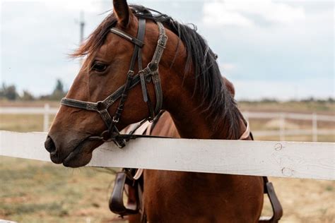 Video Of Horse Saying Final Goodbye To Dog Whos About To Pass Has Us