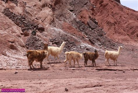 Passeio ao Vale do Arco Íris muitas cores no Atacama