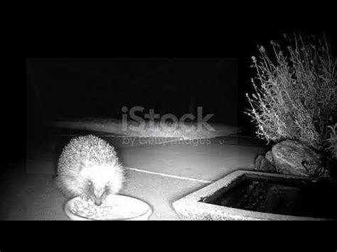 Їжак їсть. - YouTube