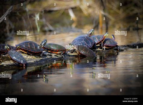 La Tortuga Pintada Chrysemys Picta La Tortuga Pintada Es La Tortuga