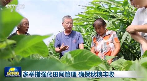 多举措强化田间管理 确保秋粮丰收新闻频道央视网