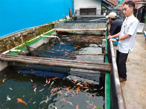 Budidaya Ikan Koi Modal Langkah Langkah Dan Peluang Usaha Arsip Negara