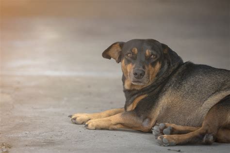 犬の「本気噛み」をやめさせる対処法8選【獣医行動診療科認定医が解説】 犬と猫のしつけ教室onelife＆ぎふ動物行動クリニック｜犬猫の