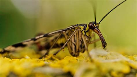 Rencontre dans le jardin Panorpe mâle mouche scorpion Flickr