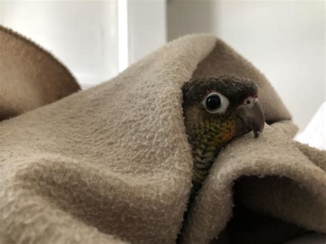 what happens if parrot hiding at home