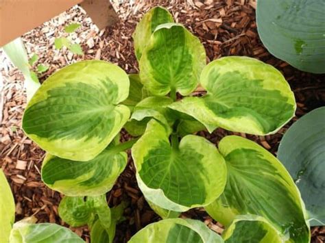 Brim Cup Hosta 1 Container Grimms Gardens