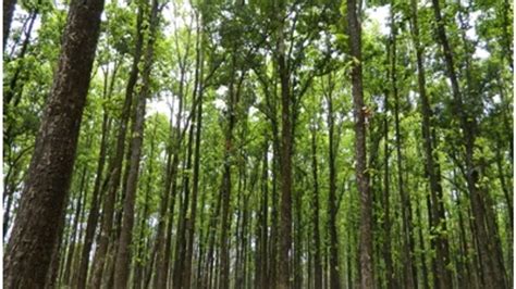 Uttar Pradesh Grants Revenue Status To 3 Forest Villages Under Fra 2006