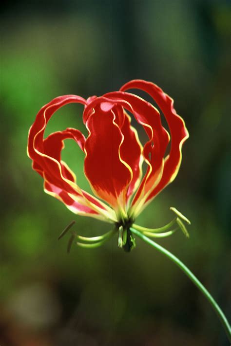 National Flower Of Tamil Eelam Karthikai Artofit