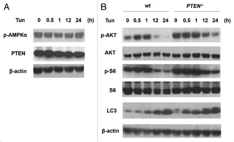 Ampk And Pten Are Absent In Er Stress Induced Downregulation Of