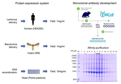 Tag-free Recombinant Protein Production - BiCell Scientific®