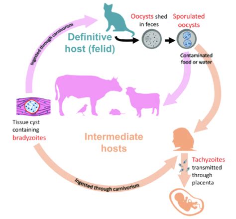 Toxoplasma Gondii Flashcards Quizlet