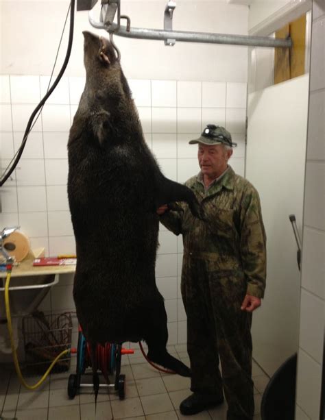 Eine erfolgreiche Drückjagd Hotel Reinerhof