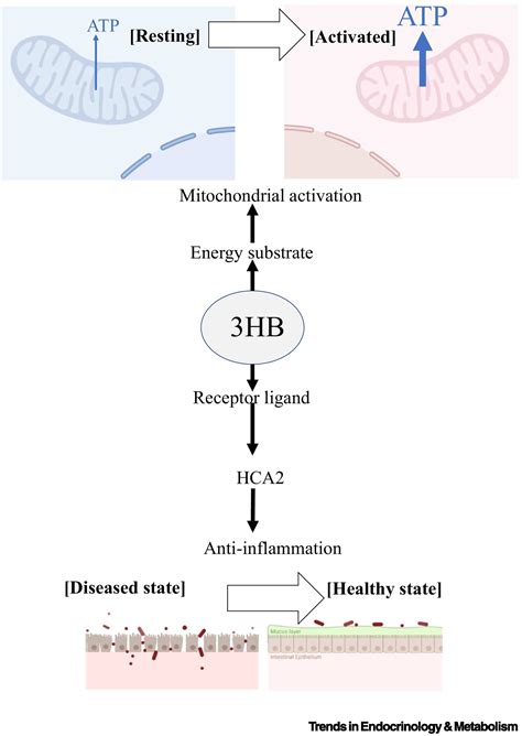 New prebiotics by ketone donation: Trends in Endocrinology & Metabolism