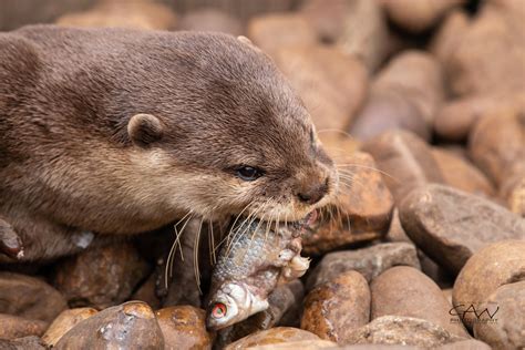 Otter feeding Time : r/Otters