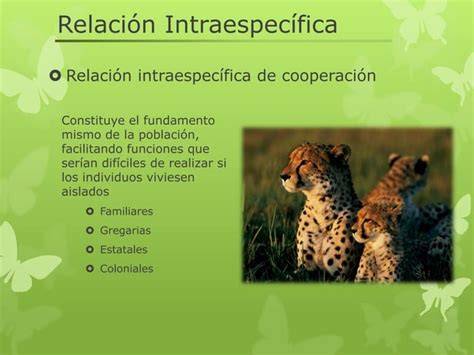 Relaciones Intraespecífica E Interespecíficas Ppt