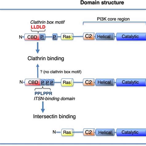 Intracellular Functions Of The Distinct Class II PI3K Isoforms