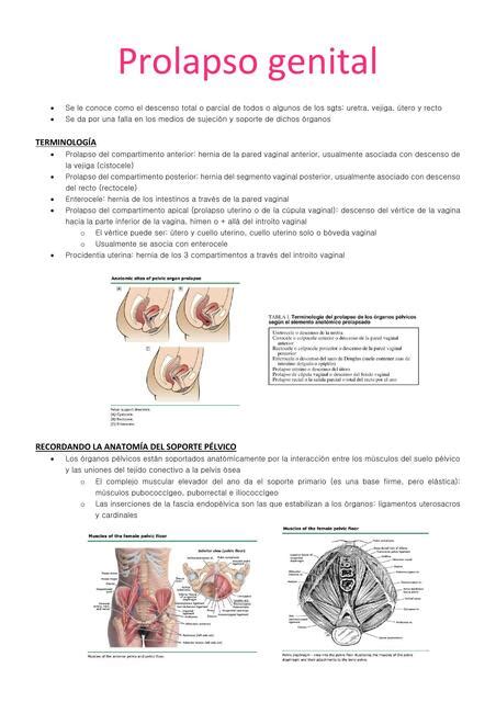 Prolapso Genital Medicina La M A Udocz