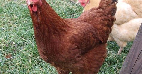 Pam S Backyard Chickens New Hampshire Chicken Breed Spotlight