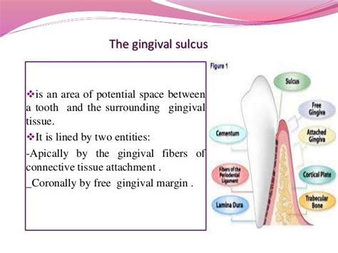 Dentinogingival Junction