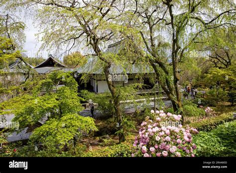 Kyoto Japan Tenryu Ji Temple Gardens In Spring 2023 With Azaleas And