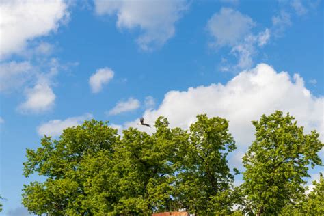 Stork Stretch Stock Photos Pictures And Royalty Free Images Istock