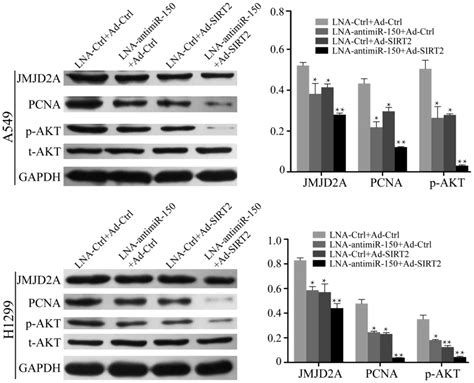 MiR150 Promotes The Proliferation And Migration Of Nonsmall Cell Lung