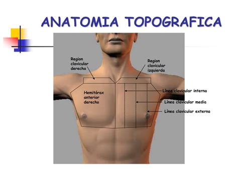 Anatomia Topografica Forense Vertiales Frontales Ppt