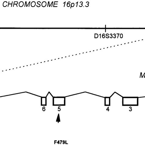 DGGE Analysis Of MEFV Exon 10 A Migration Patterns Obtained With