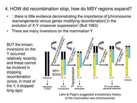 Ppt The Evolution Of Sex Chromosomes Similarities And Differences