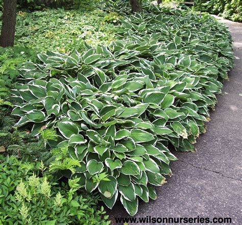 Francee Plantain Lily Wilson Nurseries