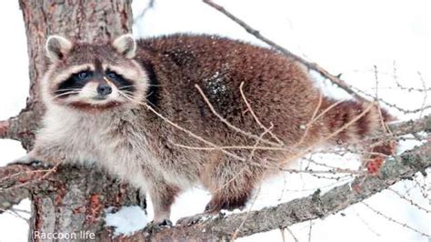 Do Raccoons Hibernate How Do Raccoon Behave In Winter