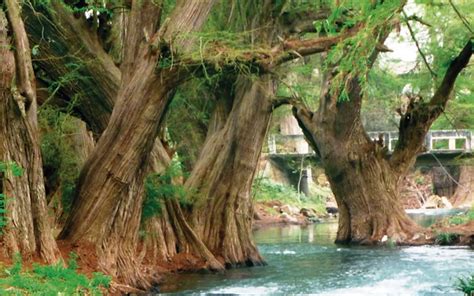 El Ahuehuete El árbol Nacional