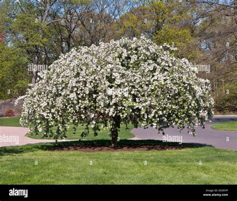 Flowering Crabapple Tree Malus Red Jade Stock Photo 76913530 Alamy